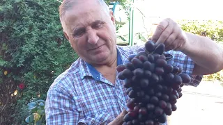 Виноград Эмир. Насколько затянет гроздь ??? 2023