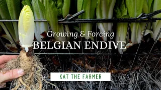 Growing & Forcing Belgian Endive *my first attempt!