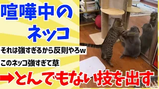 【2ch動物スレ】ネッコさんの攻撃方法➔猫パンチだけじゃなかったwwwww