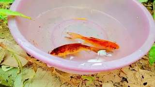 Catch Unique Little Frogs | Catching And Finding A Lot Of Beautiful Baby Koi Fish, Angel Fish#45