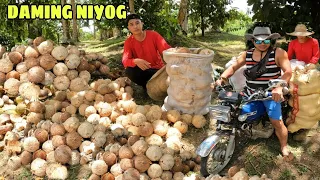 PANINIMOT NG NIYOG SA TABING BAHAY SA BUKID