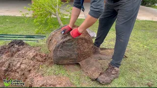 High Caliper Growing - Casady School Planting