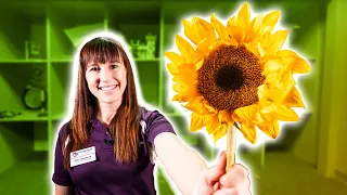 Fast facts about sunflowers