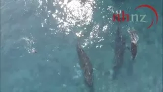 Divers dwarfed by Humpback Whales (Our Big Blue Backyard)