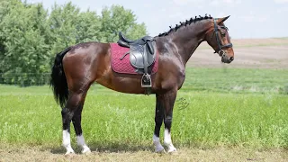 Josie 2019 Registered Dutch Warmblood Mare -  Selling on Platinum Equine Auction