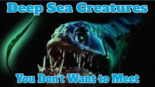 Deep Sea Creatures You Don’t Want to Meet