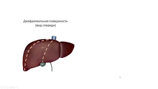 Сегменты печени.