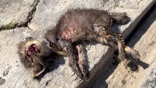 Poor street kitten separated from her mother and died, kitten rescue