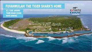 Fuvahmulah | The Shark Island | Maldives #scubadiving #wavesurfing #maldives #fuvahmulah #tigershark