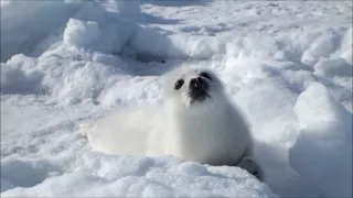 アザラシの赤ちゃん／Harp Seal Pup