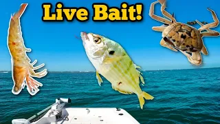 Using LIVE BAIT For Lots Of RANDOM Pensacola Bay Fish!