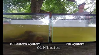 Oyster Filtration Demonstration