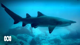 Grey nurse sharks: are the ‘labradors of the sea’ thriving? 🦈| ABC Australia