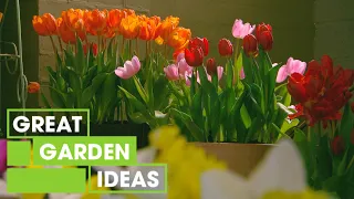 How to Plant Bulbs in Pots | GARDEN | Great Home Ideas