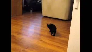 cat has lag issues (very funny walk)