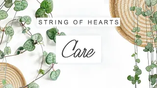 String Of Hearts Plant Care 🌱 TIPS + TRICKS | Ceropegia Woodii Care 🌿 Houseplants For Beginners