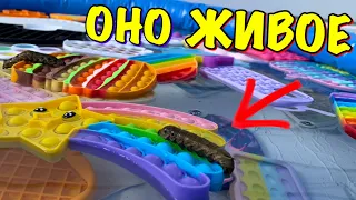 Огромный ПОП ИТ Бассейн с Гусеницами который СПАС Кот 😱 Kot Million