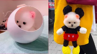 Tik Tok Chó Phốc Sóc Mini 😍 Funny and Cute Pomeranian #169