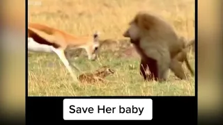 BABOON eats deer baby alive while she fights back