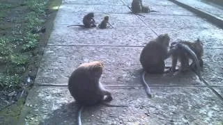 обезьяний лес о. Бали г. Убуд