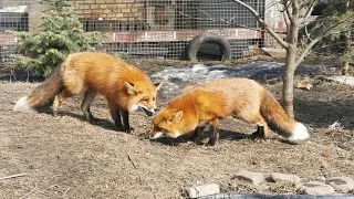 Lisa the Fox adopts another fox