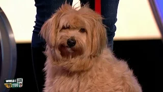 "This is my.." Feat. Mary the dog, Alex Jones, L. Mack, John Clarke - Would I Lie to You? [HD][CC]