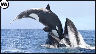 Esta es la Razón por la que Todas las Ballenas Tienen Miedo de las Orcas
