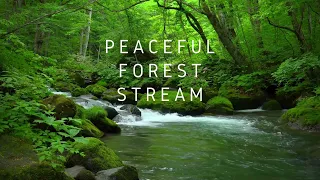 Peaceful Forest Stream -an hour of relaxation and renewal