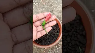 try to hibiscus flower plant from flower bud #shorts #youtubeshorts #hibiscus #gardengrafting