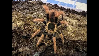 Megaphobema robustum the Colombian Giant rehouse  and care