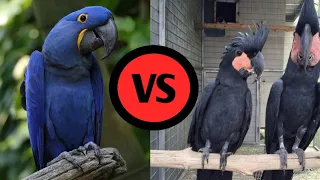 Hyacinth macaw VS Black Palm cockatoo in Tamil