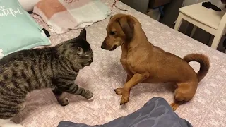 So funny attitude of my dog and cat - Funny animal - Funny Dog - Funny cat fight