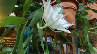 Japanese Cactus Flowers