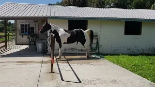 Happy Horse after his first sheath cleaning! A big bean removed