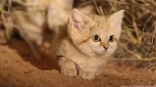 WOW!!! Rare Wild Kittens Were Just Caught On Camera For The First Time