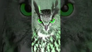 Owl sings the X-Files theme