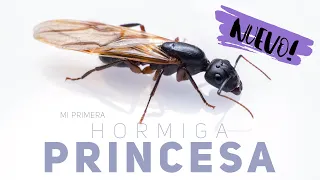 HA NACIDO LA PRINCESA HORMIGA! LLevo 3 años esperando esto 😱 | Messor barbarus