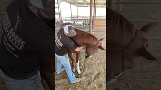 Equine chiropractor stretches a horse's neck with pressure points in the horse's shoulder!