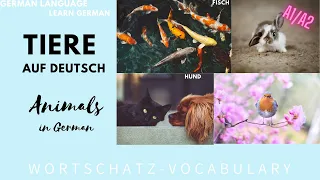Learn German: Animals-Tiere A1/A2 Beginner German Lesson!Wortschatz Vocabulary Hund, Katze #deutsch