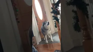 Dog Yells And Howls Upon Seeing Front Door Closed - 1163993