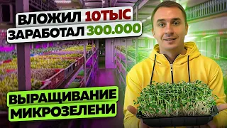 Бизнес в гараже. Как открыть ферму микрозелени. Микрозелень.