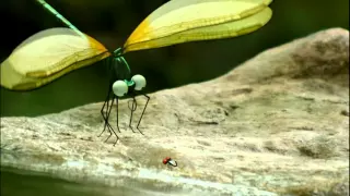 Minuscule.S01E33..Dragonflies