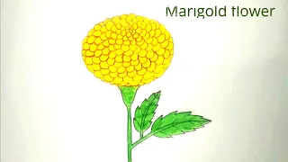 Marigold Flower Drawing || How to Draw Marigold Flower Step by Step || Easy Drawing Marigold Flower