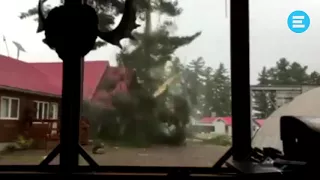 Молния ударила в дерево / Flash strike to tree