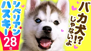 28th place Siberian Husky ｜ TOP100 Cute dog breed video.