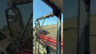 Жнива 2023 пшеничка