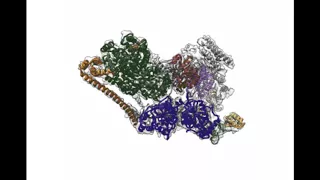 Cryo-EM structure of Transcription Factor II Human (TFIIH)