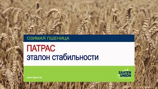 ПАТРАС – эталон стабильности