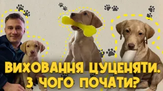 Виховання цуценяти. Як виховувати цуценя? Проблеми із цуценям. З чого почати виховання собаки?