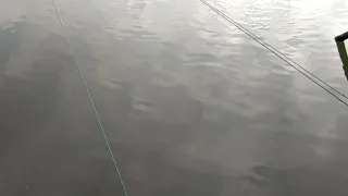 Soft shell mud crab farming in Salt water